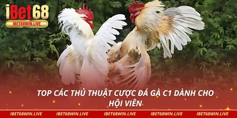 Bí kíp chiến thắng nhanh ở đá gà C1 hiện nay