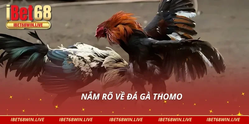 Nắm vững về đá gà thomo tại IBET68