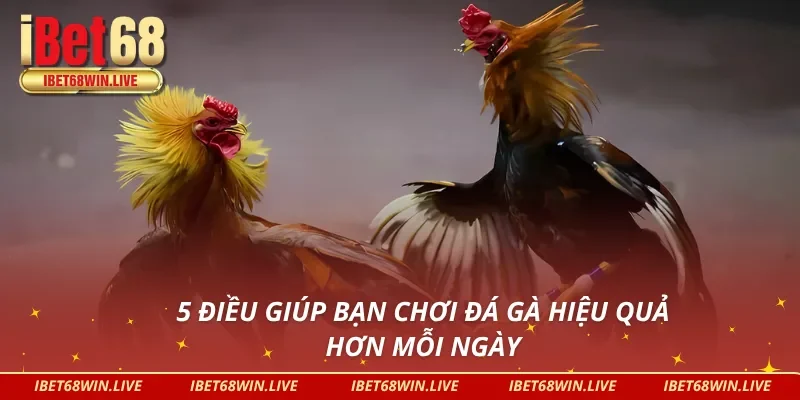 Bí quyết chơi đá gà tại trang đá gà uy tín IBET68