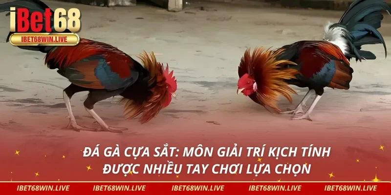 Trang đá gà uy tín IBET68: Nơi trải nghiệm đá gà cựa sắt không giật lag